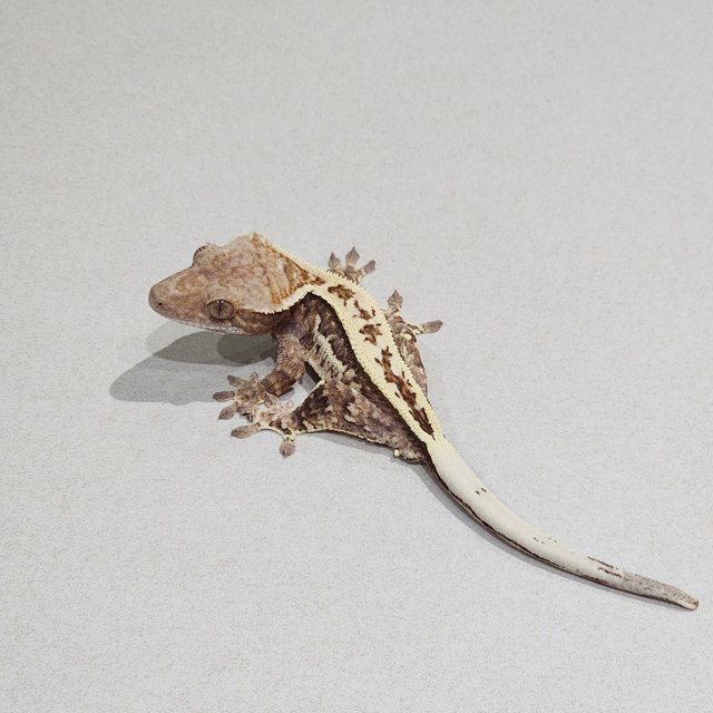 풀핀 화이트핀 카푸치노