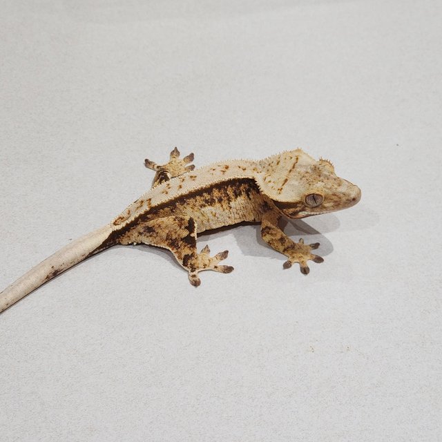 풀핀 트라이 화이트스팟