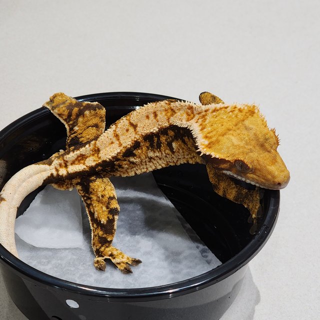 화이트크라운 트라이 익스트림할리퀸