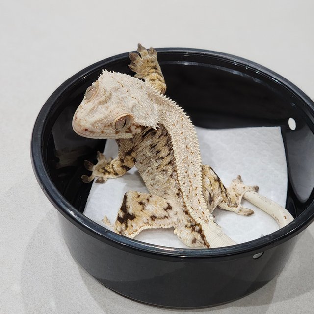 Drippy White Pin White Spot Tri Full Pinstripe