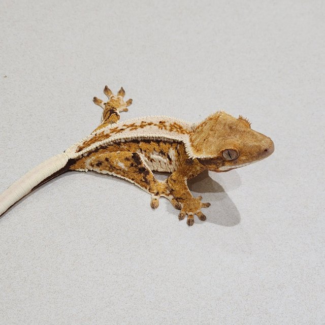 Extreme Harlequin Drippy Tri Full Pinstripe White Crown White Pin