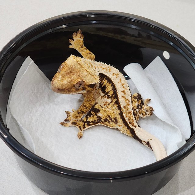 트라이 쿼드 화이트스팟