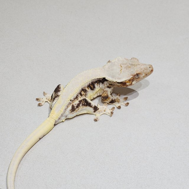 Solid Back Lilly White