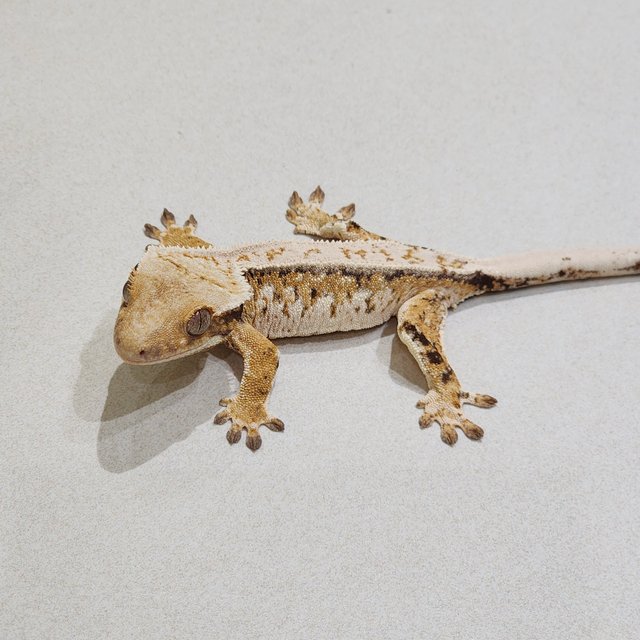 Drippy White Crown Tri Extreme Harlequin White Spot