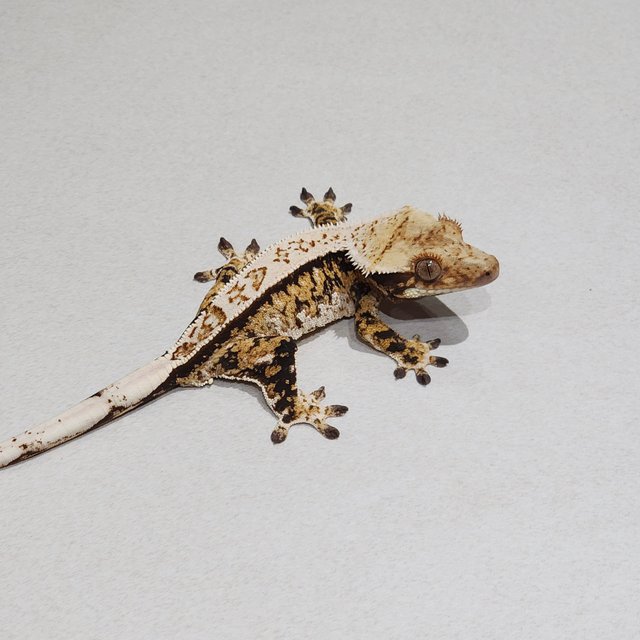 White Pin Tri Extreme Harlequin