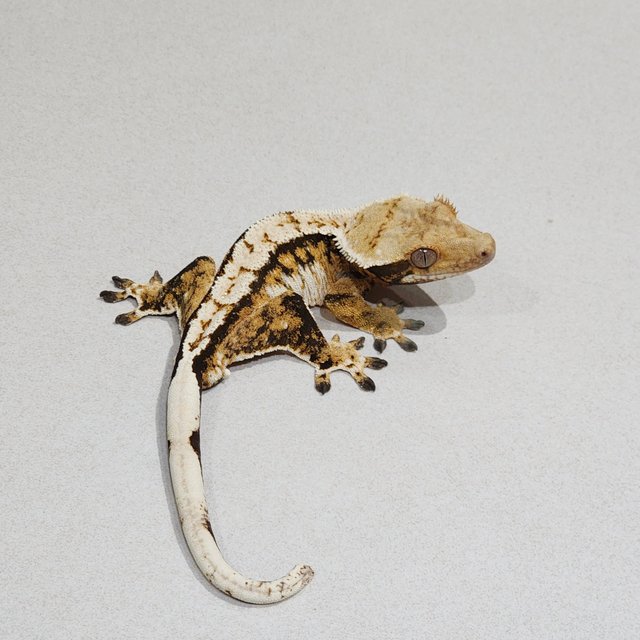 트라이 익스트림할리퀸 화이트스팟 화이트핀