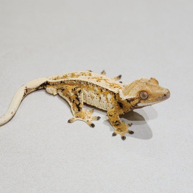 Tri Extreme Harlequin White Crown Drippy Full Pinstripe White Spot