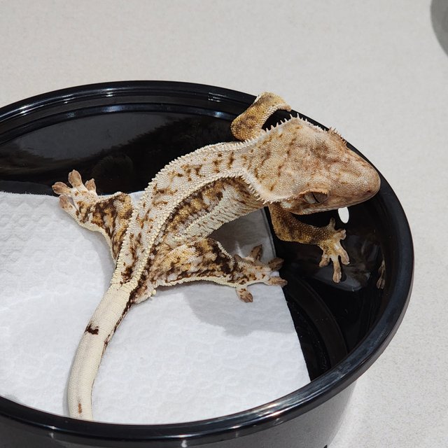 풀핀 브린들 드리피 화이트스팟 화이트핀 화이트크라운