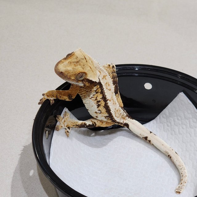 Tri Extreme Harlequin Drippy