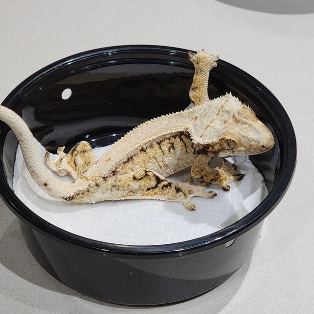 드리피 화이트스팟 솔리드백