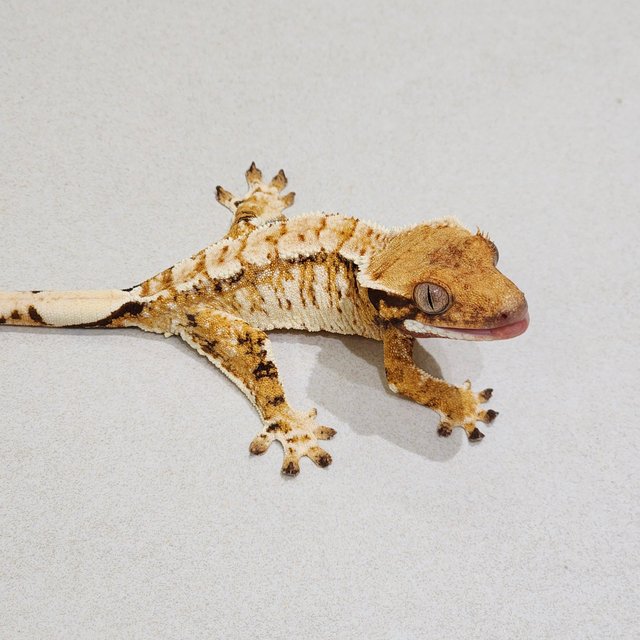 White Crown Tri White Spot Extreme Harlequin