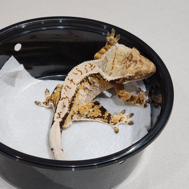 화이트크라운 화이트스팟 트라이 익스트림할리퀸 드리피