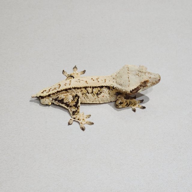 Extreme Harlequin Tri Full Pinstripe