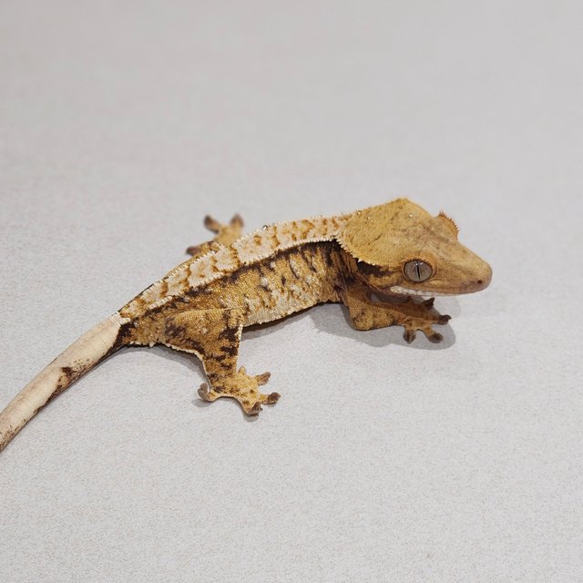 Extreme Harlequin Tri