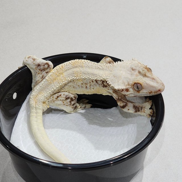 Solid Back Lilly White