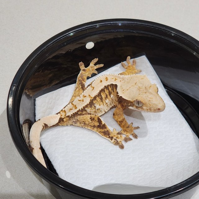 Tri Extreme Harlequin