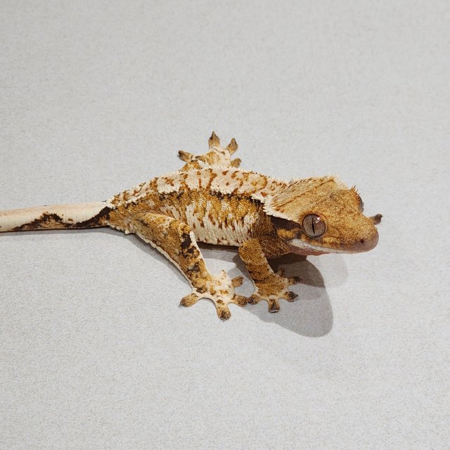 Tri Extreme Harlequin White Crown White Spot