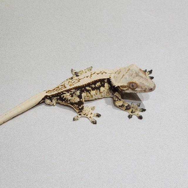 Drippy Quad Full Pinstripe