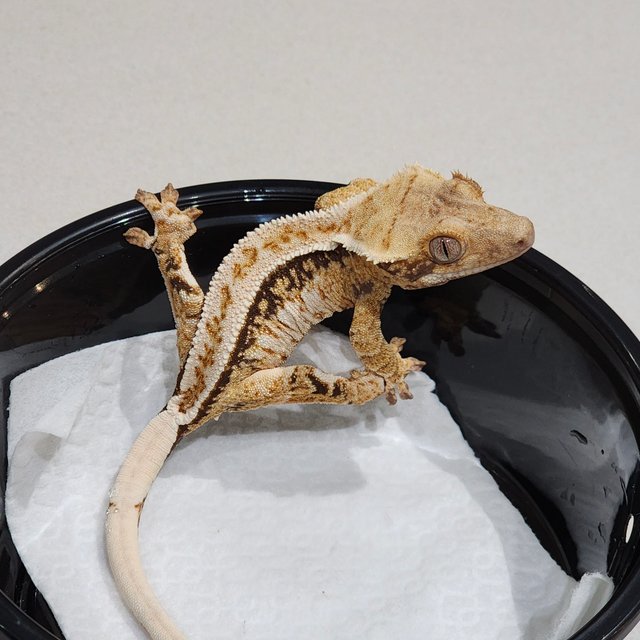 화이트핀 화이트크라운 드리피 트라이 익스트림할리퀸 화이트스팟