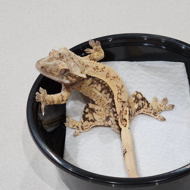 Drippy Quad White Spot