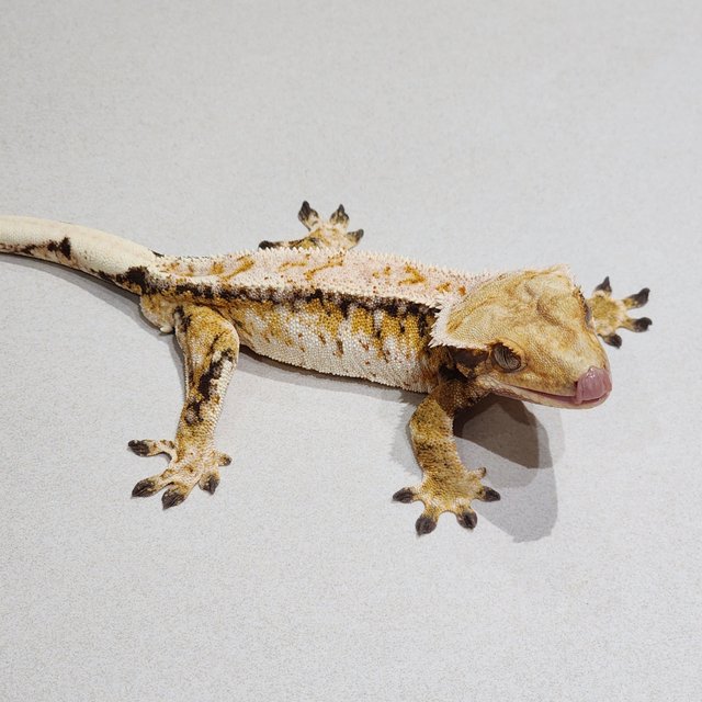 Tri White Pin White Spot Drippy White Crown Extreme Harlequin