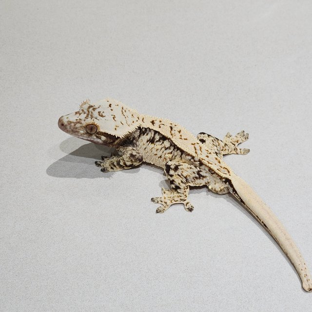 Brindle Extreme Harlequin White Spot