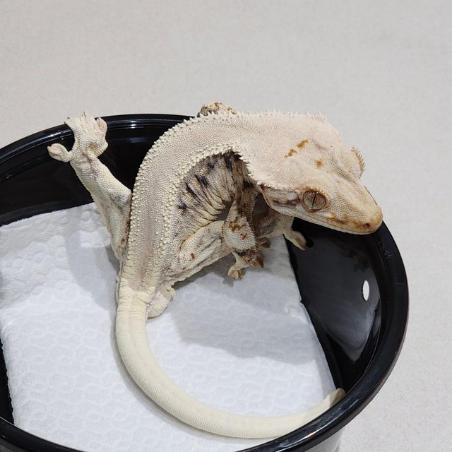 Solid Back Lilly White Zengex Panda