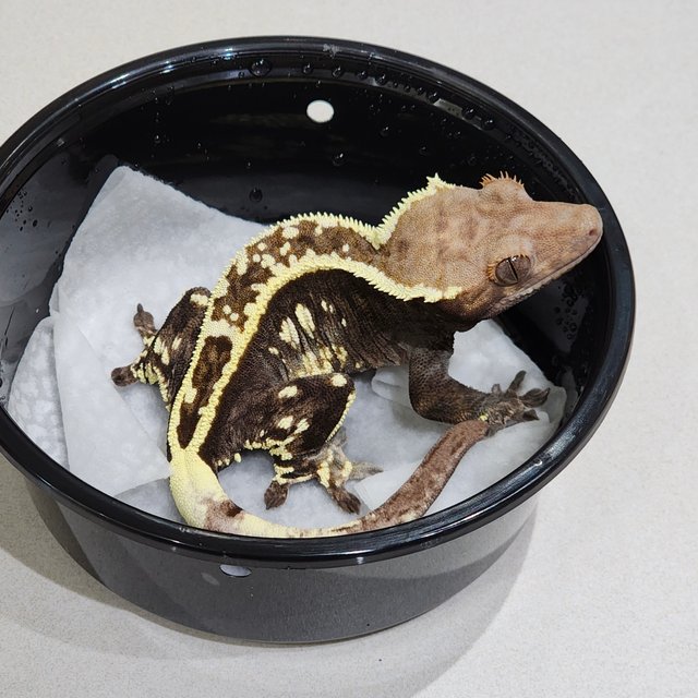 White Crown Cappuccino