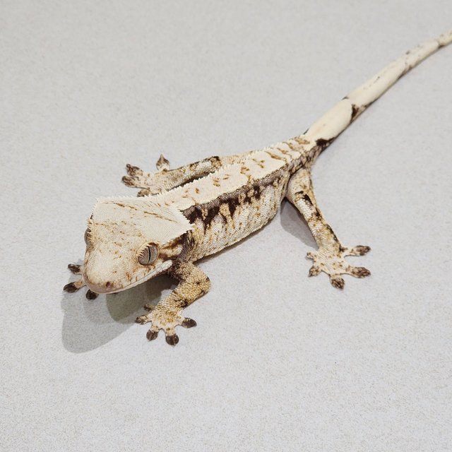 Drippy White Spot