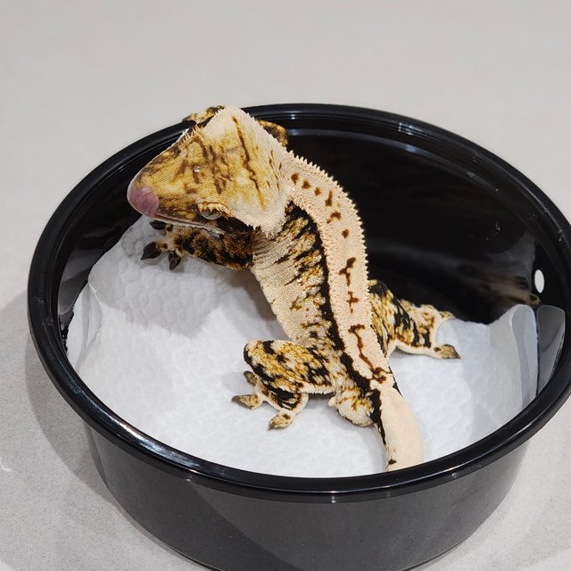 Extreme Harlequin Tri White Pin White Spot Zengex