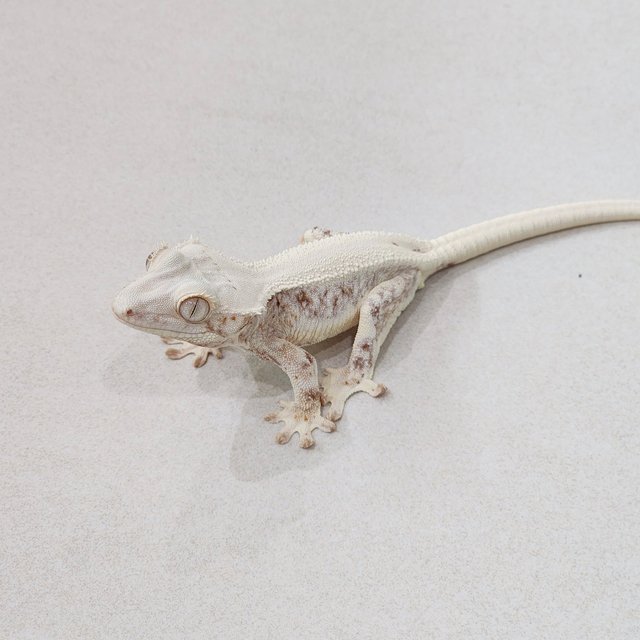 Lilly White