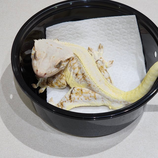 트라이 릴리화이트