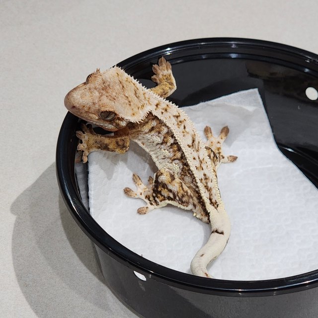 풀핀 브린들 드리피 화이트스팟 화이트핀 화이트크라운