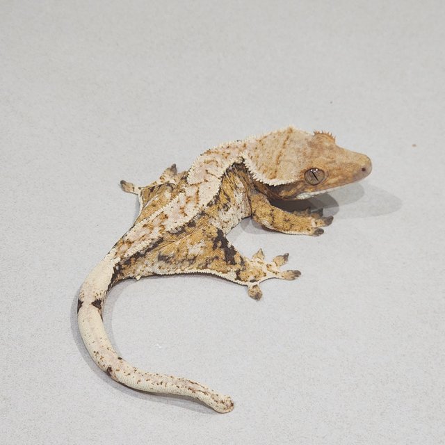 Tri White Pin Extreme Harlequin White Spot