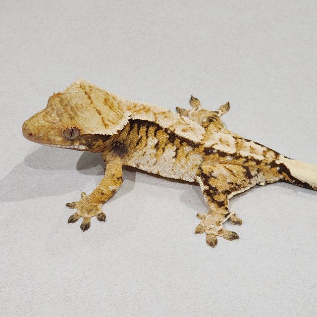 트라이 익스트림할리퀸 화이트핀