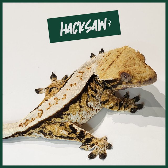 풀핀 트라이 익스트림할리퀸