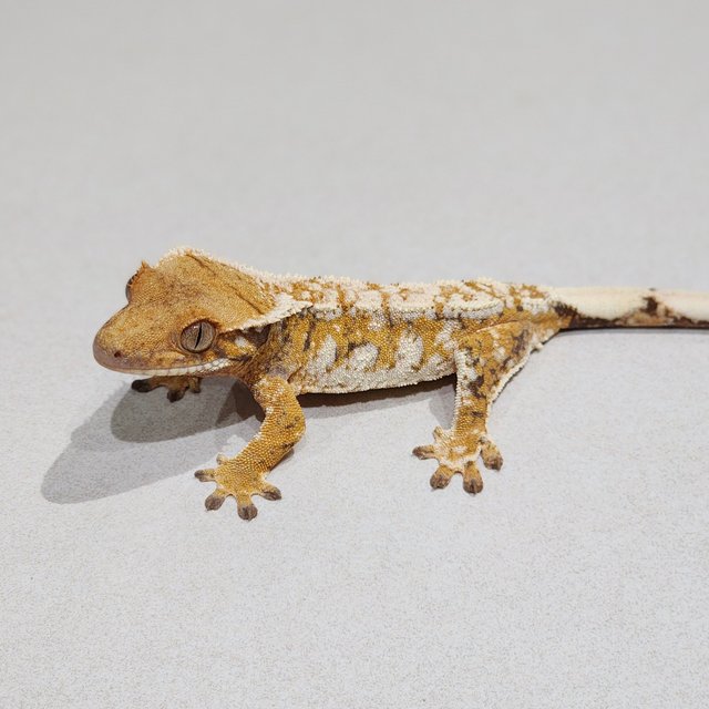 Extreme Harlequin Drippy White Spot Tri White Crown