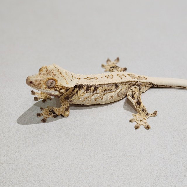 Quad White Spot Drippy White Pin