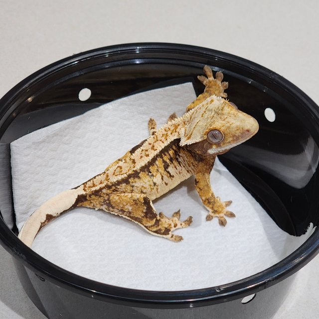 White Crown Drippy Tri Extreme Harlequin White Spot