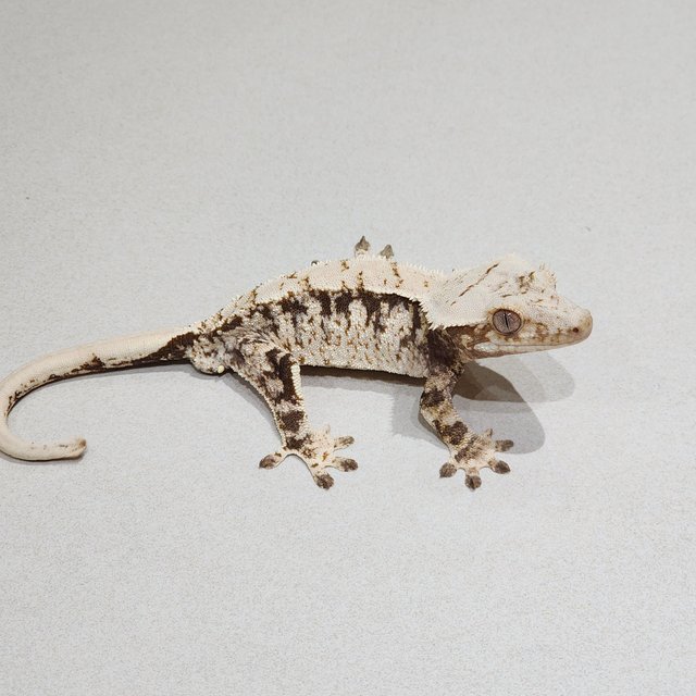 Drippy White Spot Tri Extreme Harlequin