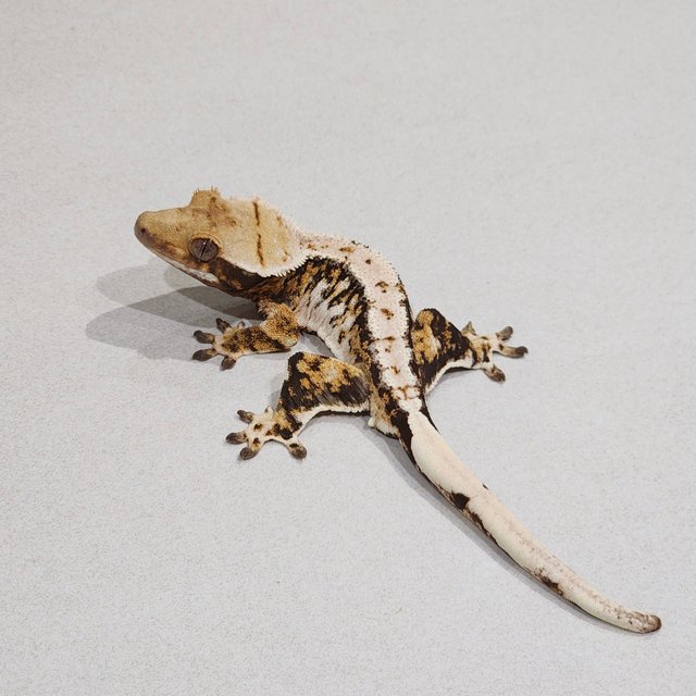 Tri Extreme Harlequin