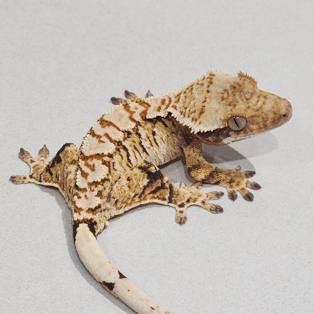 Tri Extreme Harlequin White Pin