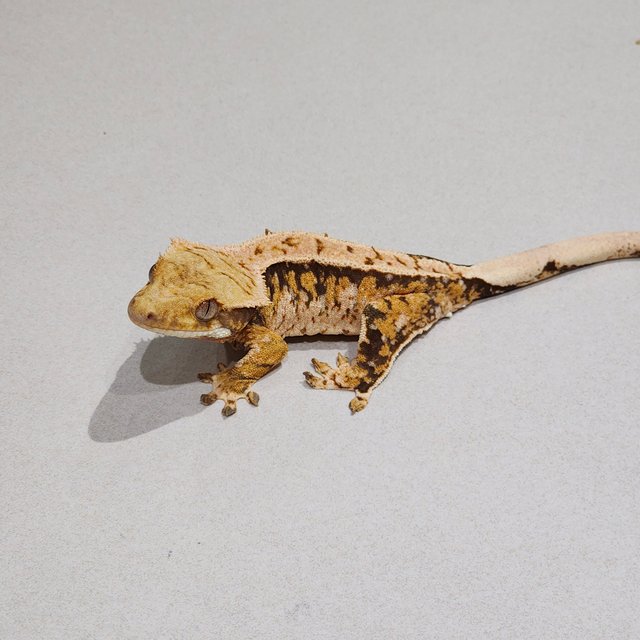 Tri Extreme Harlequin White Spot