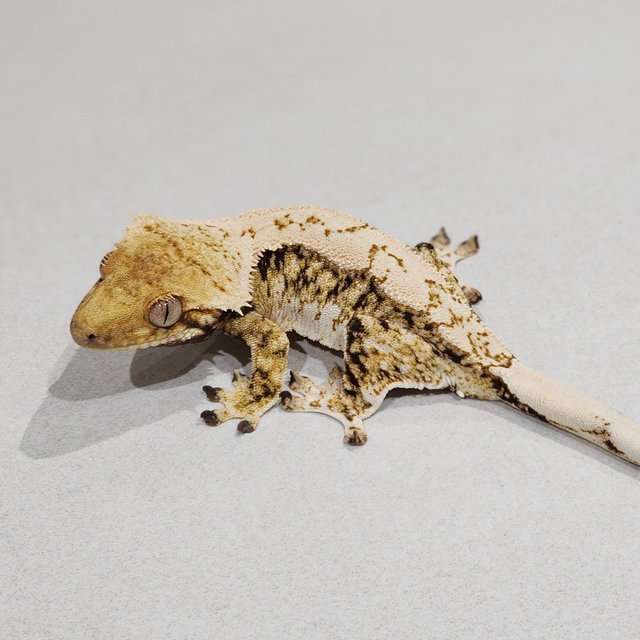 트라이 익스트림할리퀸 화이트스팟 젠젝스 화이트핀