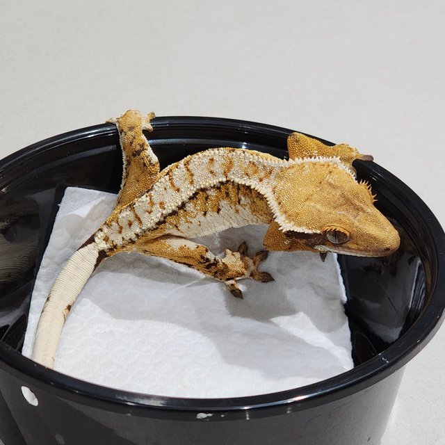 White Spot White Pin Extreme Harlequin Tri