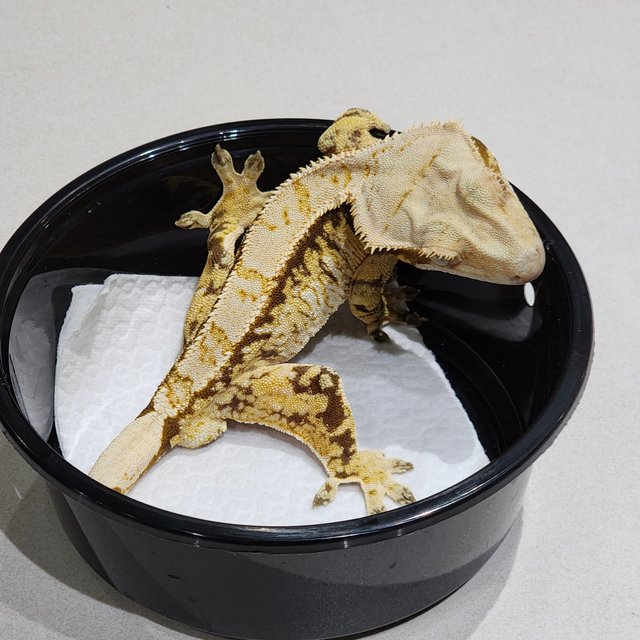 드리피 트라이 익스트림할리퀸