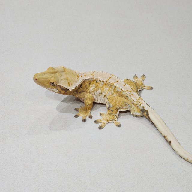 트라이 익스트림할리퀸 드리피 화이트스팟 화이트핀