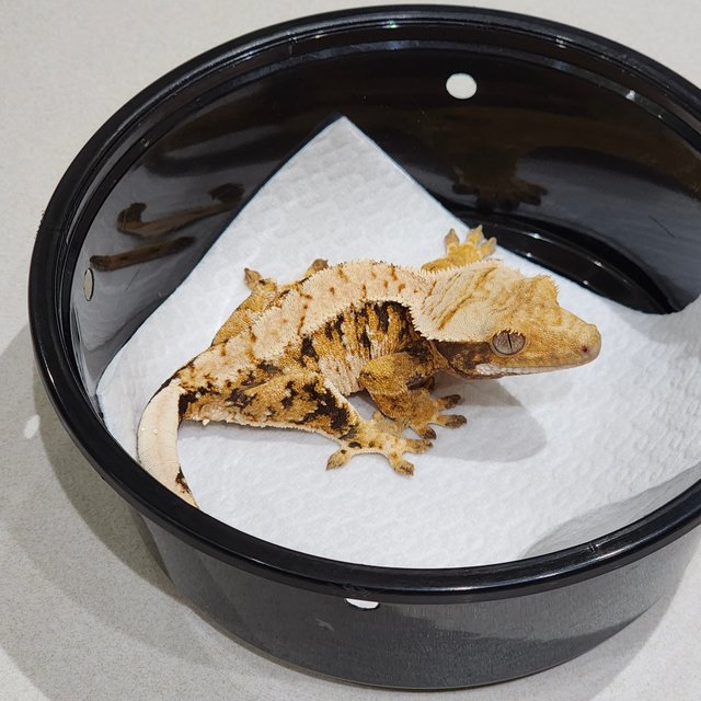 Tri Extreme Harlequin