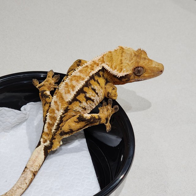 White Crown Tri Extreme Harlequin