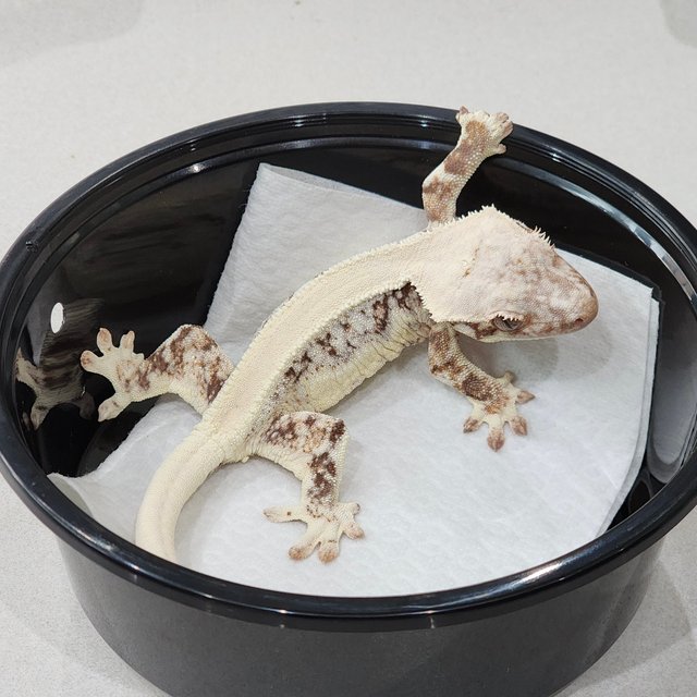 솔리드백 릴리화이트